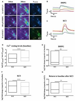 New Insights Into the Role of Cav2 Protein Family in Calcium Flux Deregulation in Fmr1-KO Neurons